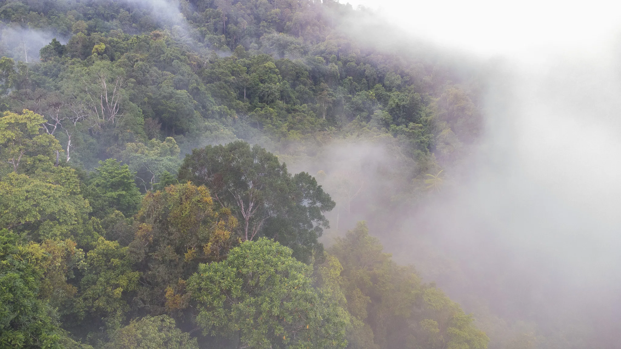 Taman Nasional Siberut di Kabupaten Mentawai, habitat primata endemik dan satwa kunci mentawai